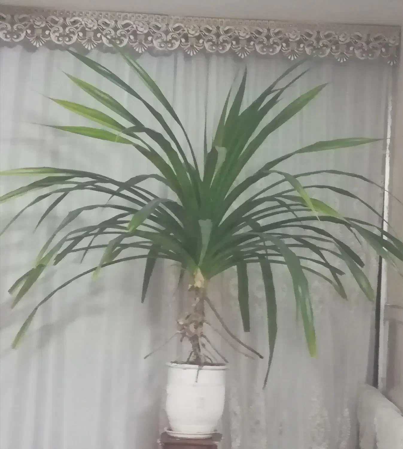 گلدان پاندانوس مناسب حال و پذیرایی|گل و گیاه طبیعی|رباط‌کریم, رباط‌کریم|دیوار