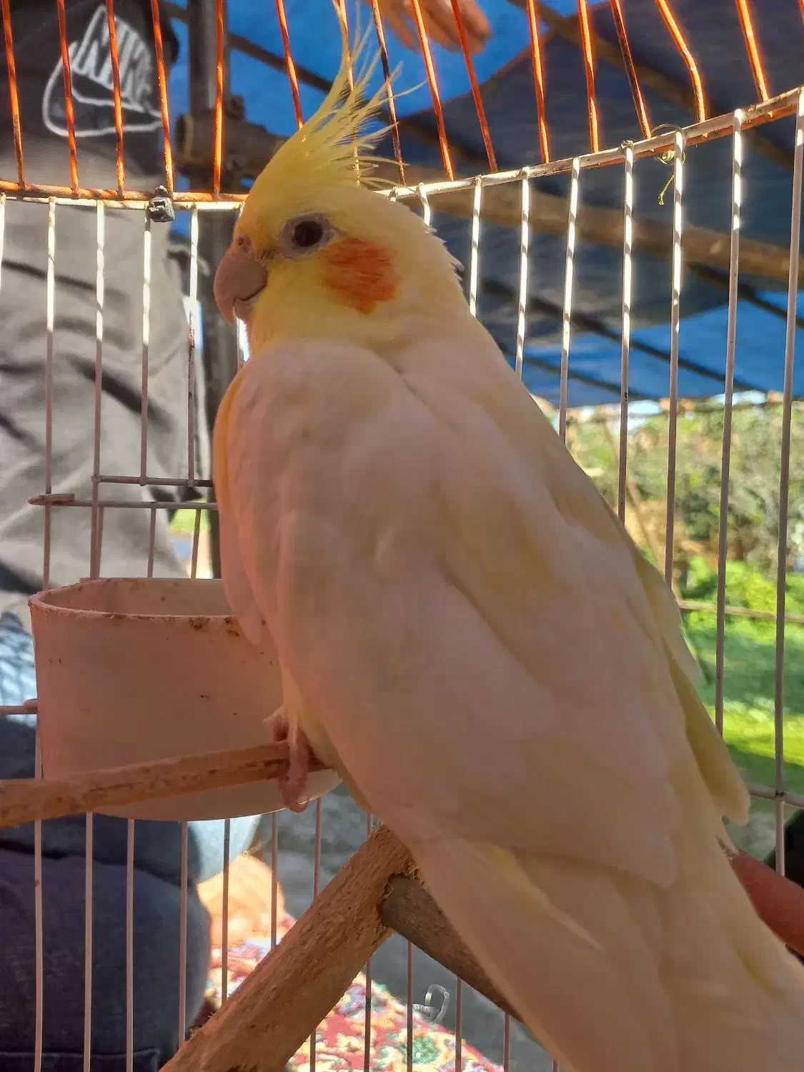 طوطی عروس نر|پرنده|فومن, |دیوار