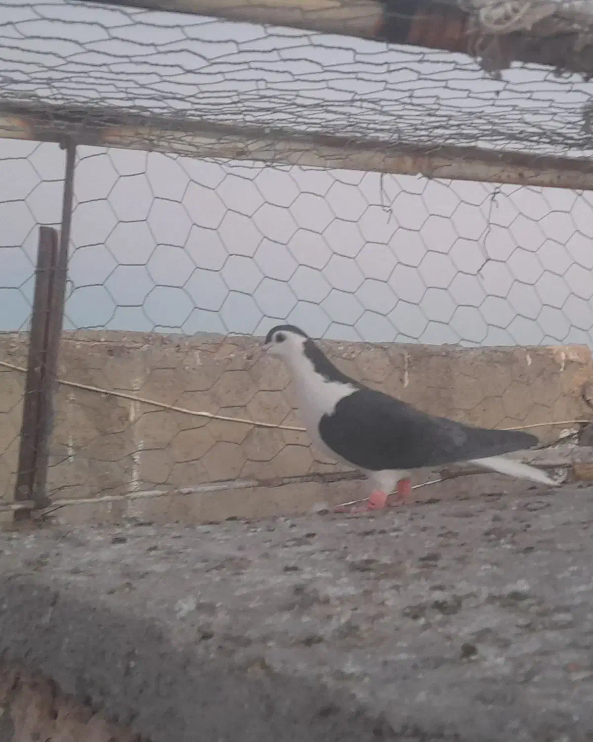 کبوتر فروشی|پرنده|تربت‌حیدریه, پائین ولایت|دیوار