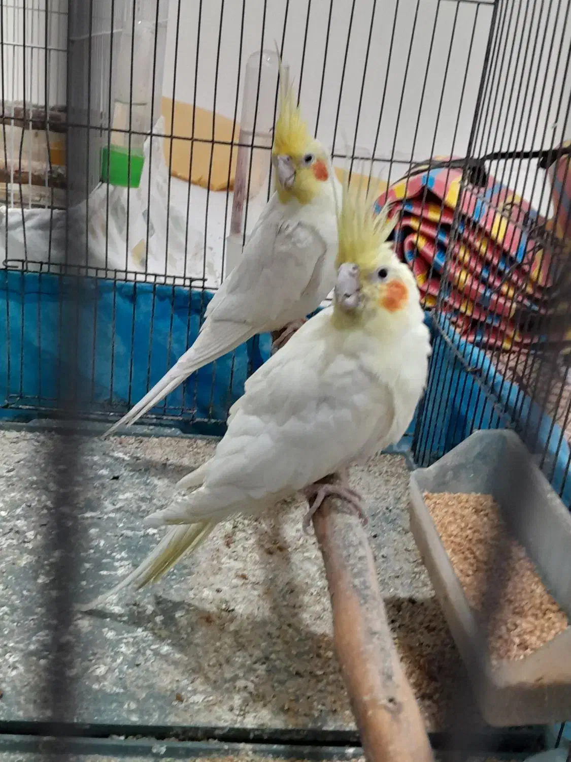 طوطی عروس لوتینو مولد|پرنده|شوشتر, |دیوار