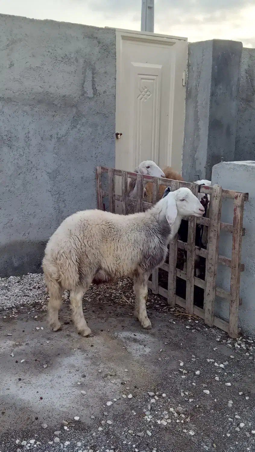 بره قوچ و بره ماده هر دو مال جنس|حیوانات مزرعه|گرگان, |دیوار