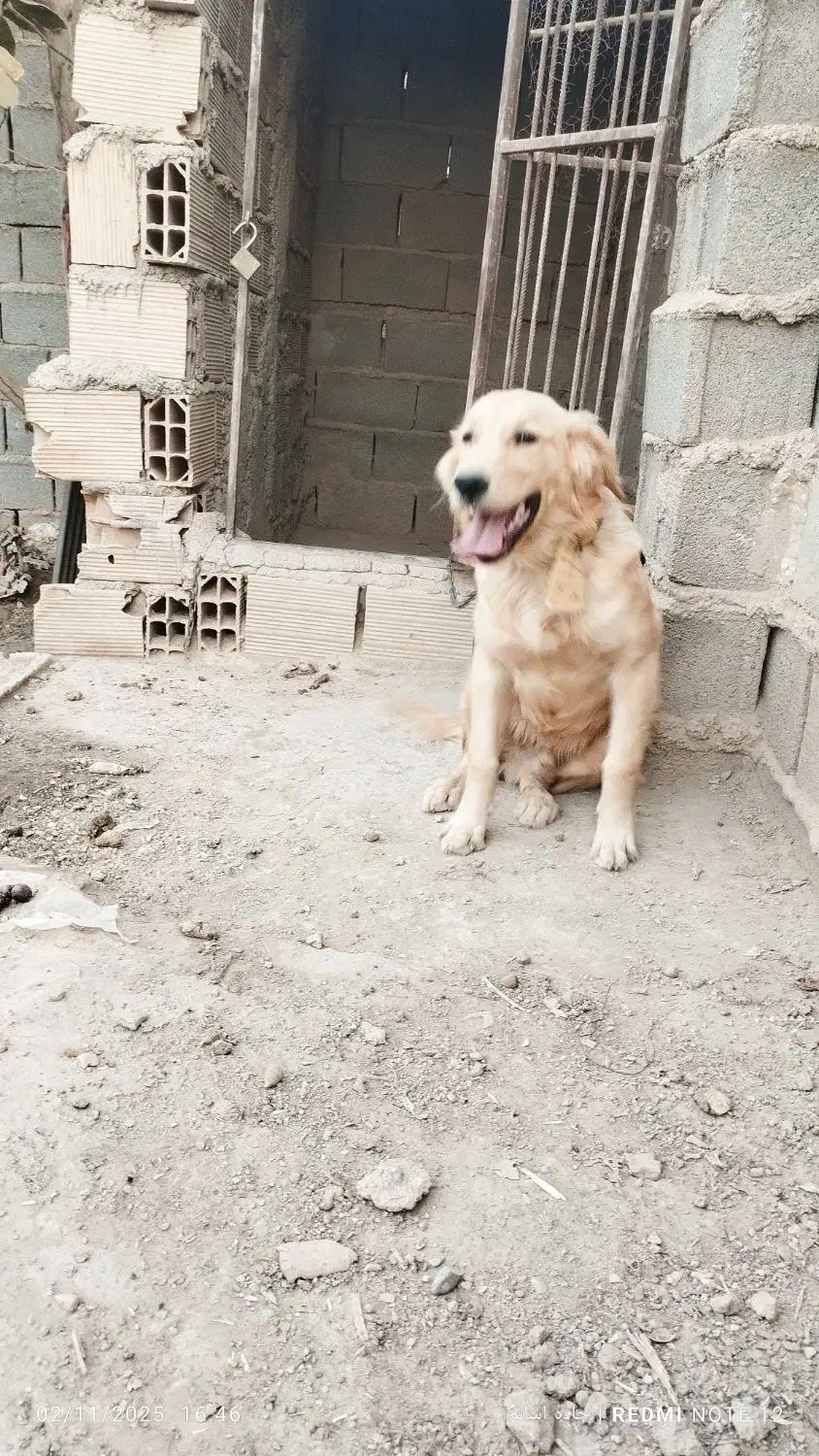 واگذاری گلدن واگذاری|سگ|قرچک, پویینک|دیوار