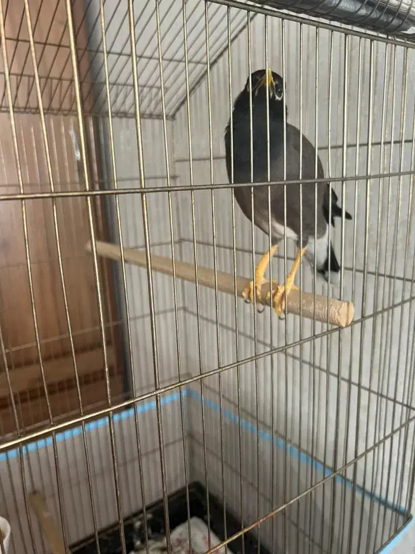 مینا سخن گو بسیار پر حرف|پرنده|تهران, حبیب الله|دیوار