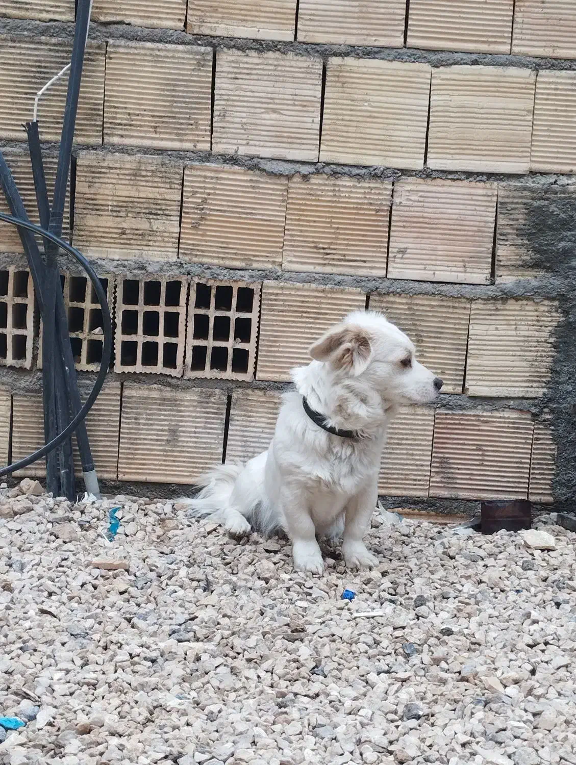 سگ پاپی|سگ|برخوار, |دیوار