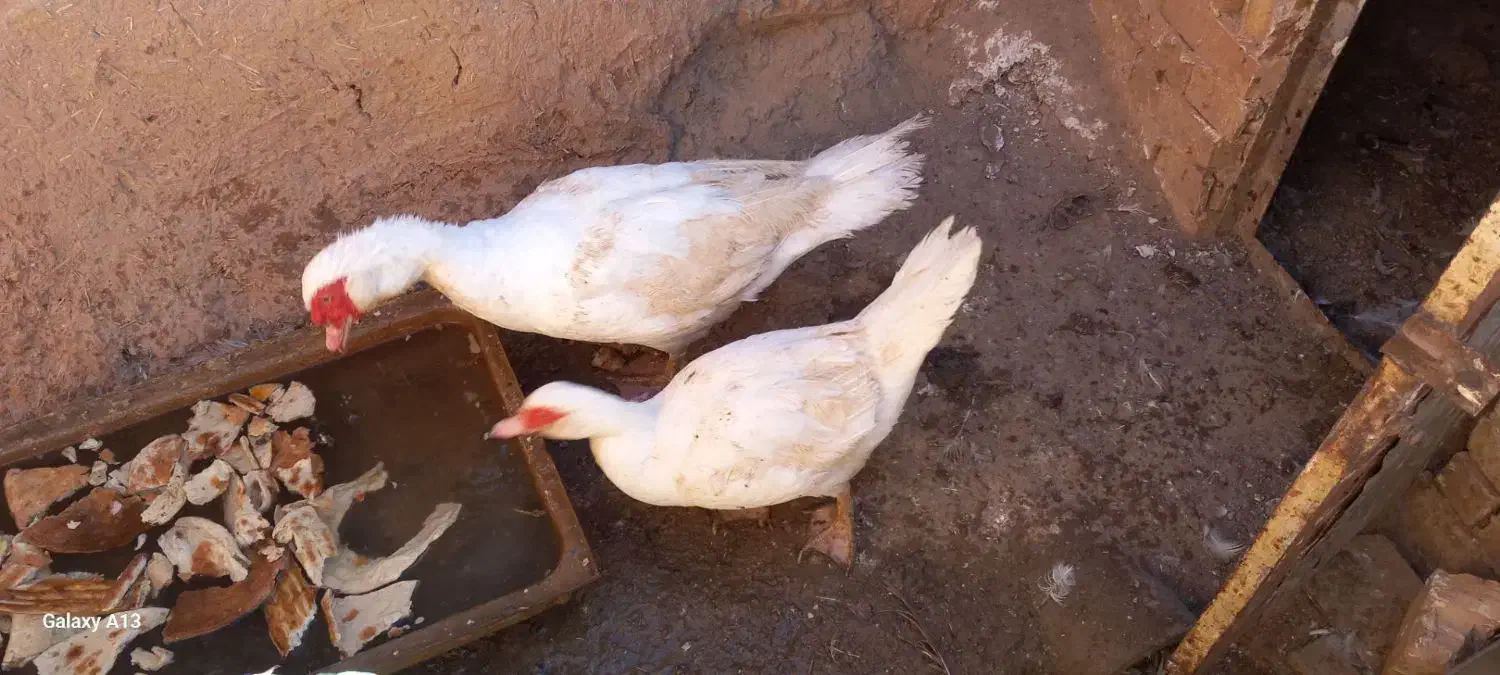 اردک اسراییلی|حیوانات مزرعه|تربت جام, جامرود|دیوار