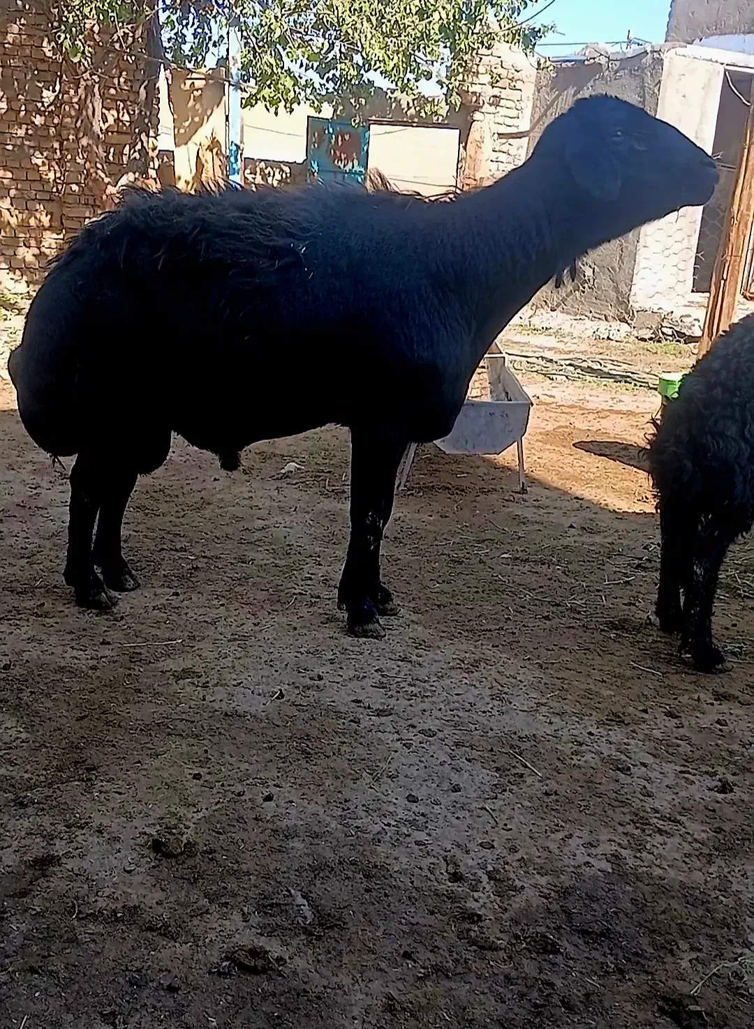 قوچ چهار ساله|حیوانات مزرعه|نظر کهریزی, |دیوار