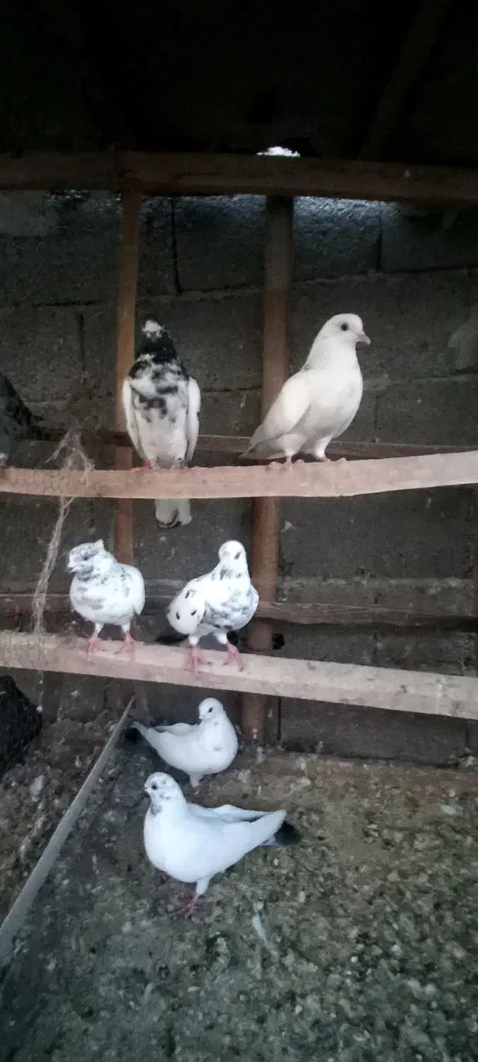 کبوتر پرشی|پرنده|لشت نشا, |دیوار