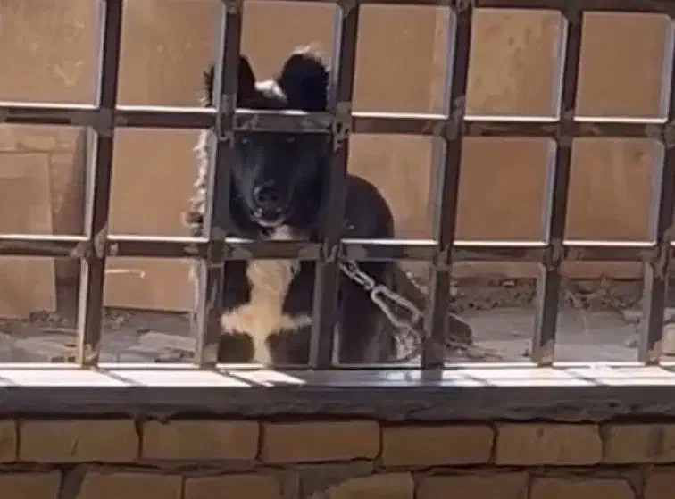 سگ قدریجونی|سگ|الیگودرز, |دیوار