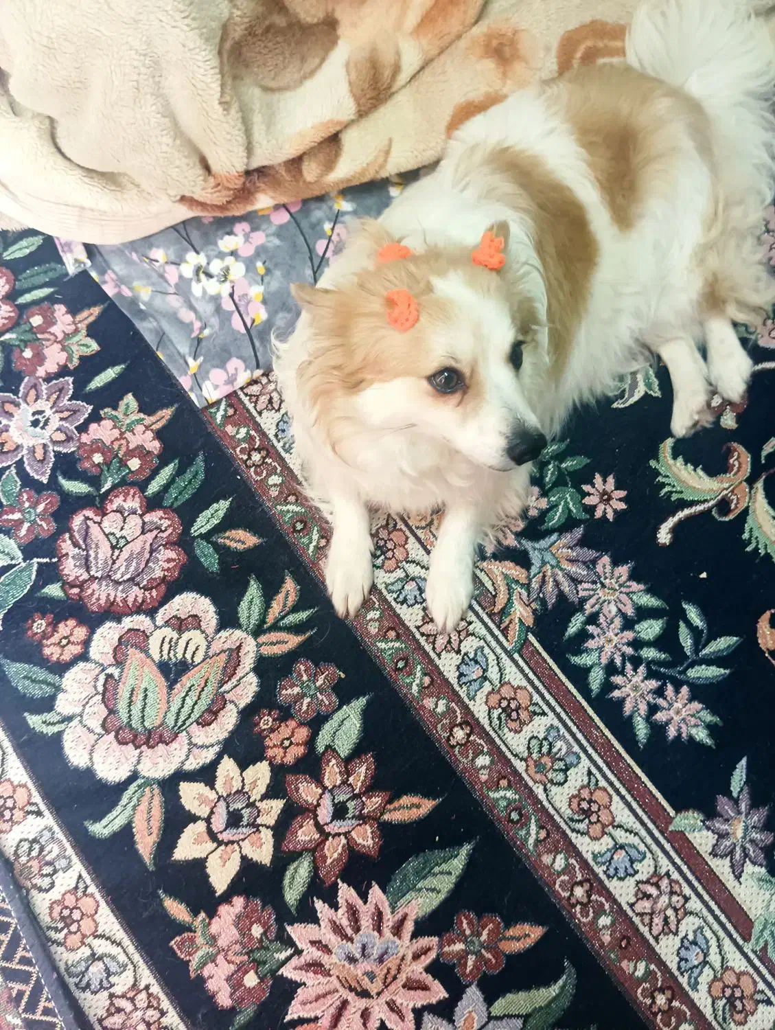 اشپیز پامرین ماده|سگ|بندرعباس, |دیوار