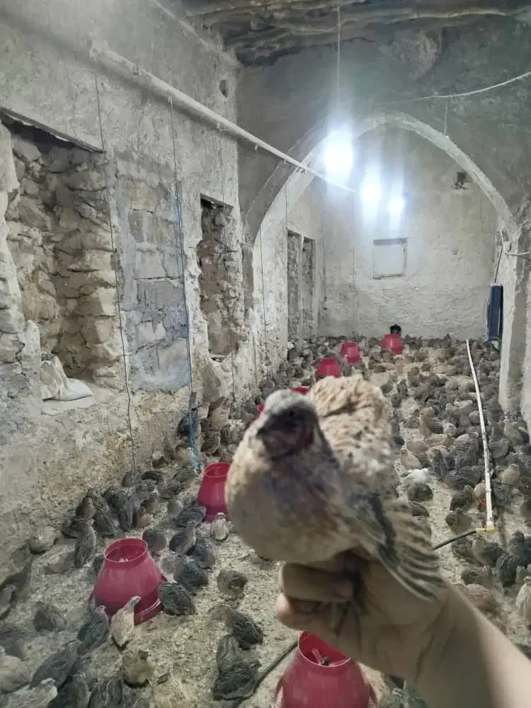 بلدرچین کاملا ارگانیک|حیوانات مزرعه|رامهرمز, |دیوار