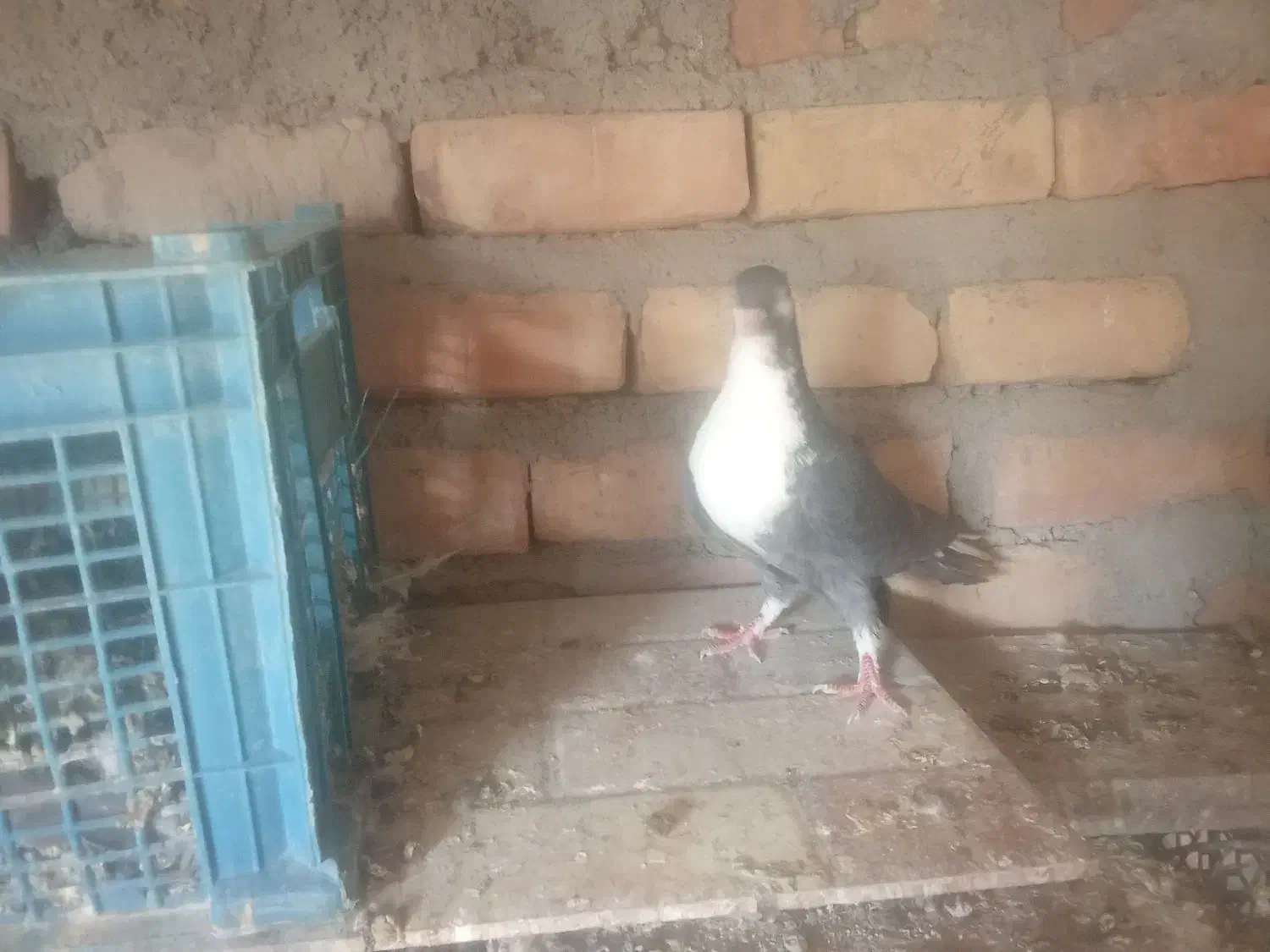 یک جفت  نر کفتر ساده سیا|پرنده|ایرانشهر, |دیوار