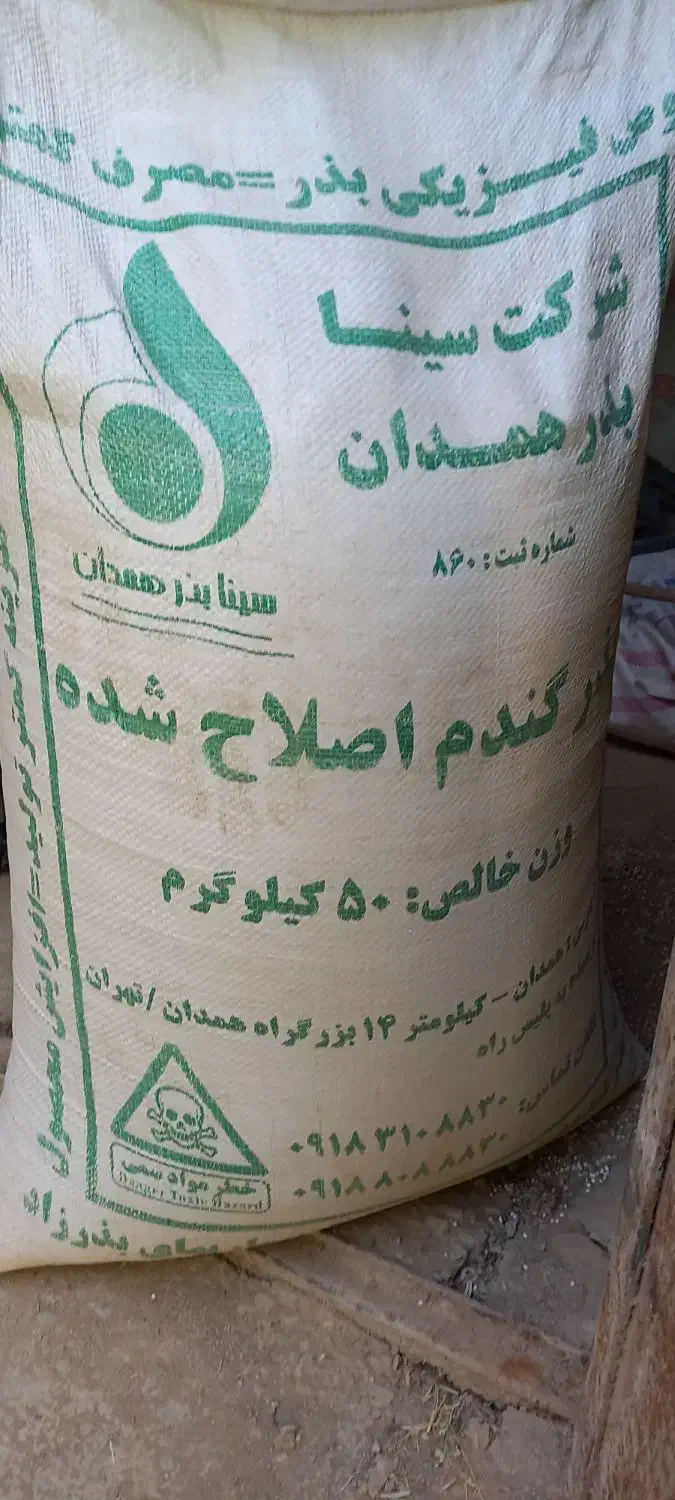 بذر گندم از نوع باران و مادری (دست اول)|عمده‌فروشی|همدان, |دیوار