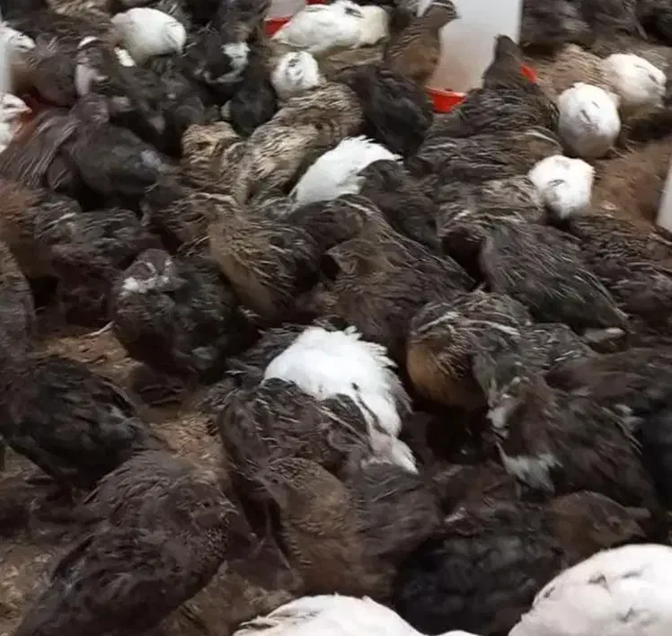 بلدرچین|حیوانات مزرعه|نهبندان, |دیوار