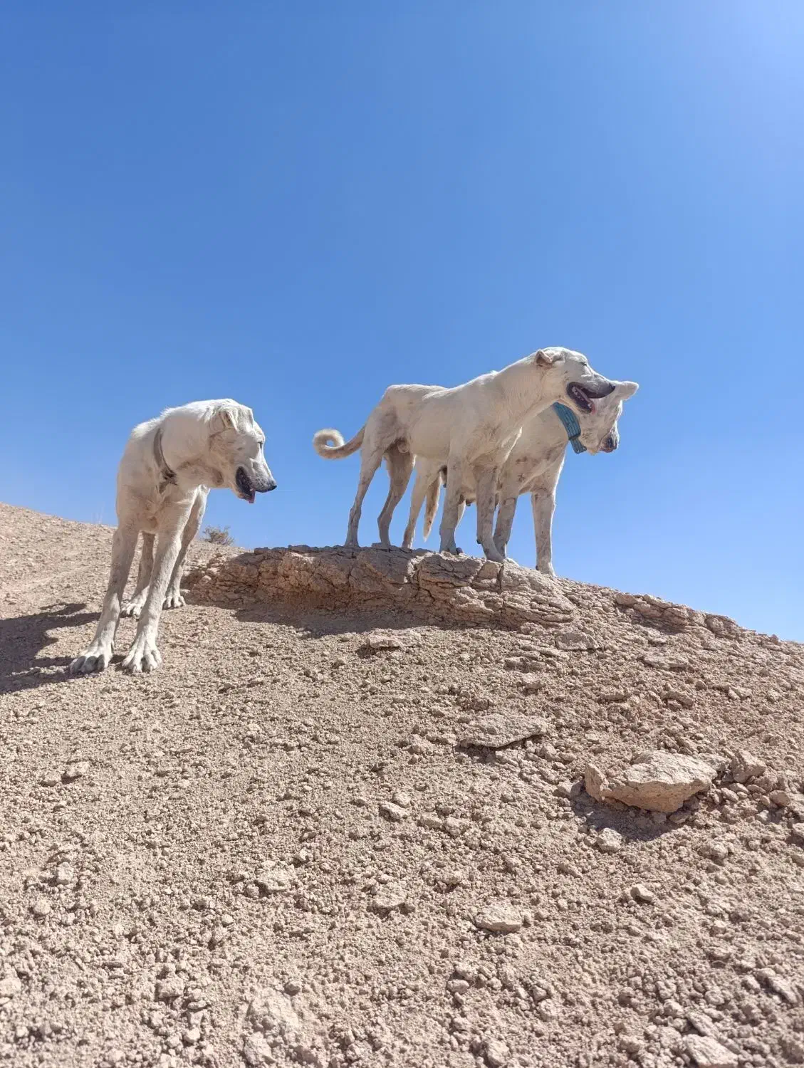 واگزاری دوتا سگ با ارزش یکی نر یکی ماده|سگ|مهربان, |دیوار
