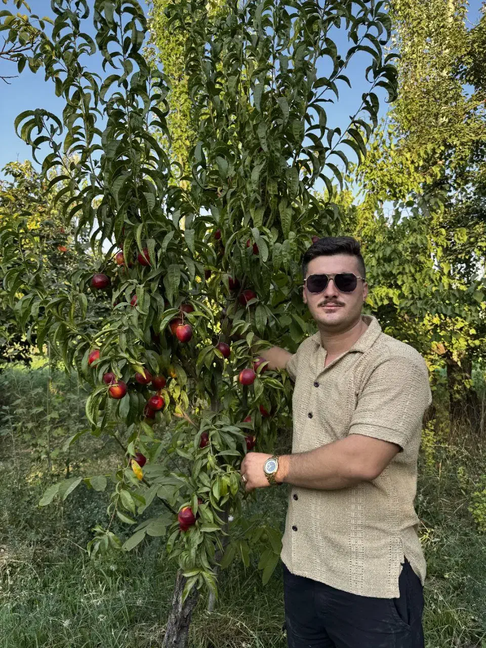 نهال برتر تخصص ماست|خدمات باغبانی و درختکاری|سجاس رود, |دیوار