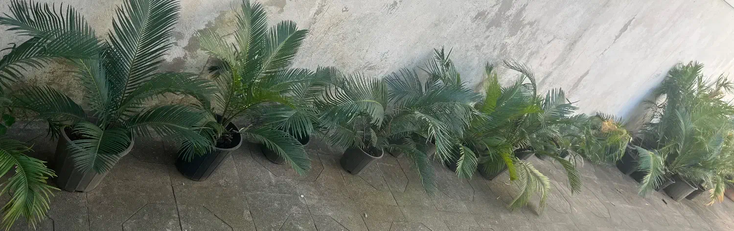 فروش گل سیکاس|گل و گیاه طبیعی|رشت, لاکانی|دیوار