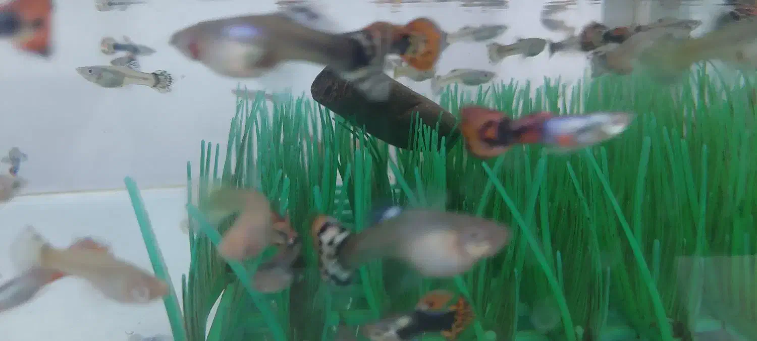 ماهی گوپی حراج شد قیمتی که میخواهید بخرید|ماهی|نیشابور, گنبد سبز|دیوار