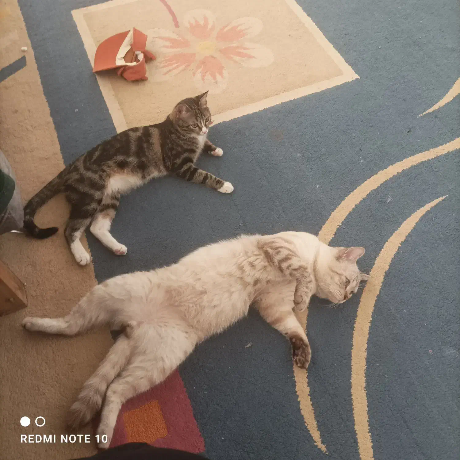 گربه نژاد بریتیش|گربه|یزد, |دیوار