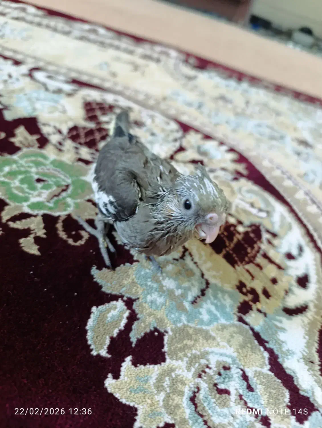 پرنده|پرنده|زرندیه, |دیوار