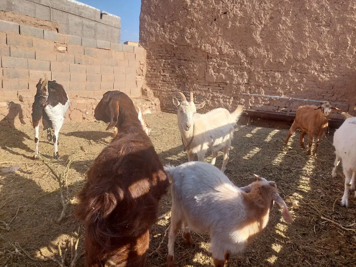 بز فروشی|حیوانات مزرعه|تربت جام, جامرود|دیوار