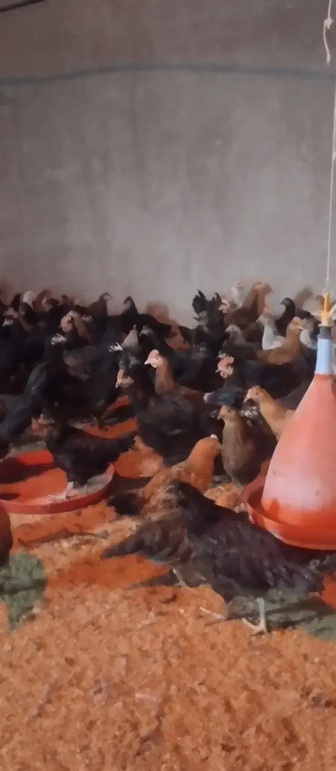 جوجه محلی|حیوانات مزرعه|مرودشت, محمد آباد|دیوار