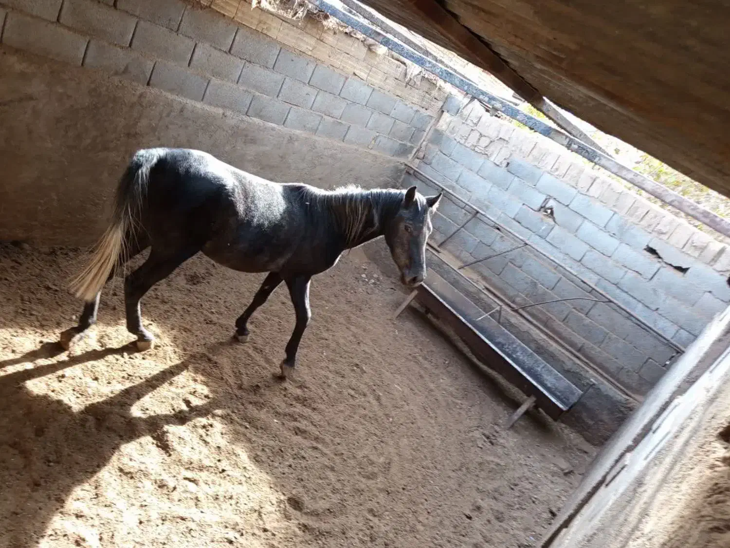 اسب نر|اسب و تجهیزات اسب‌سواری|مهریز, |دیوار