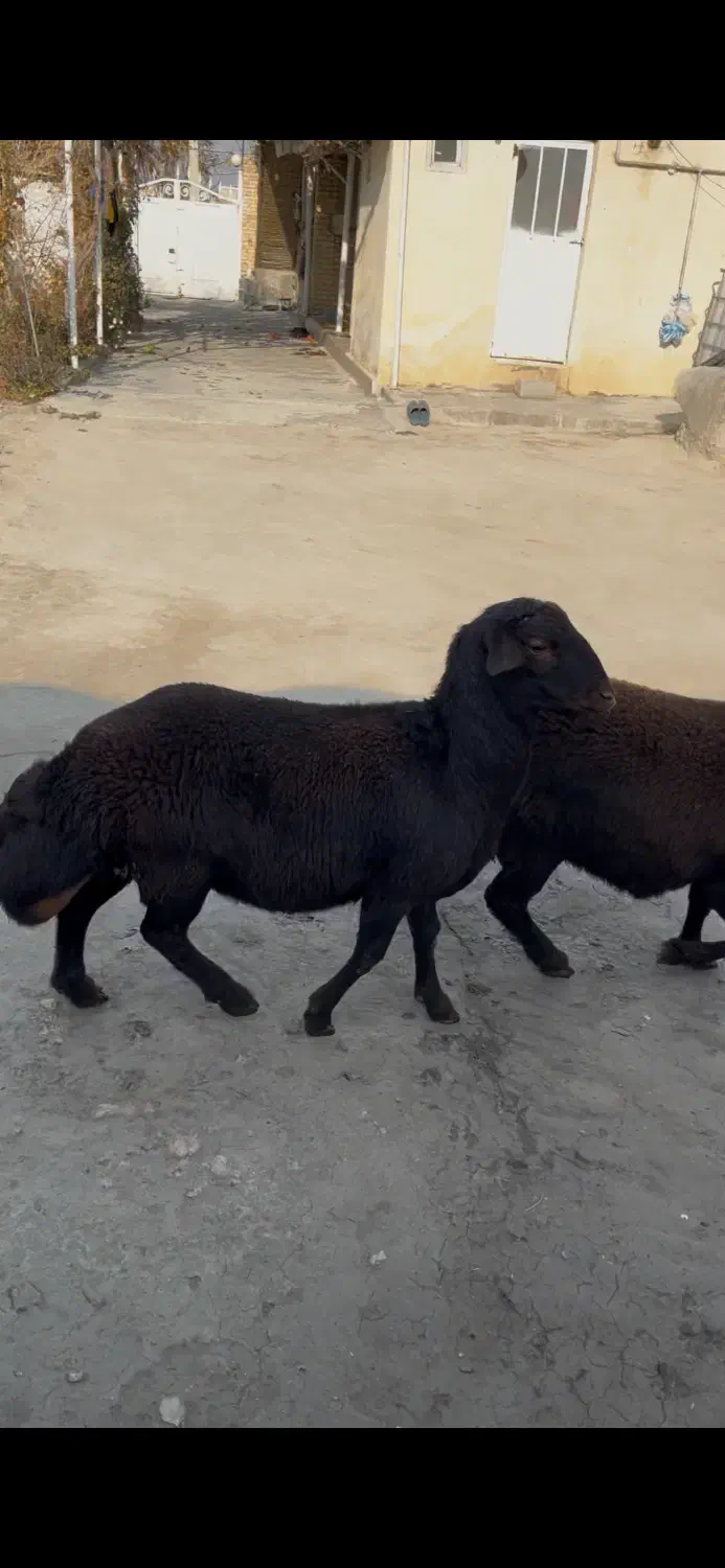 گوسفند نر|حیوانات مزرعه|ارومیه, |دیوار