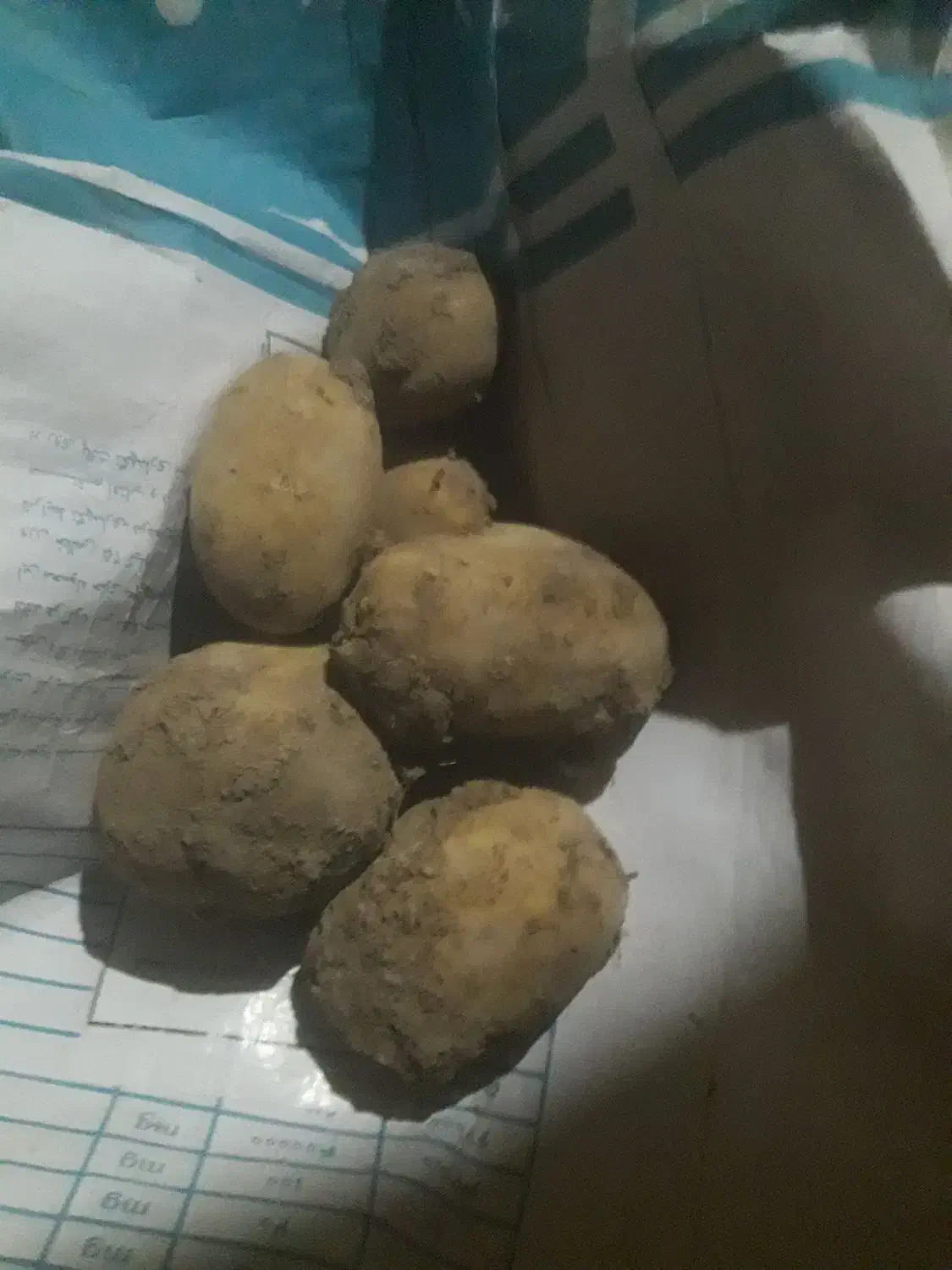 سیب اگریا|خوردنی و آشامیدنی|داران, |دیوار