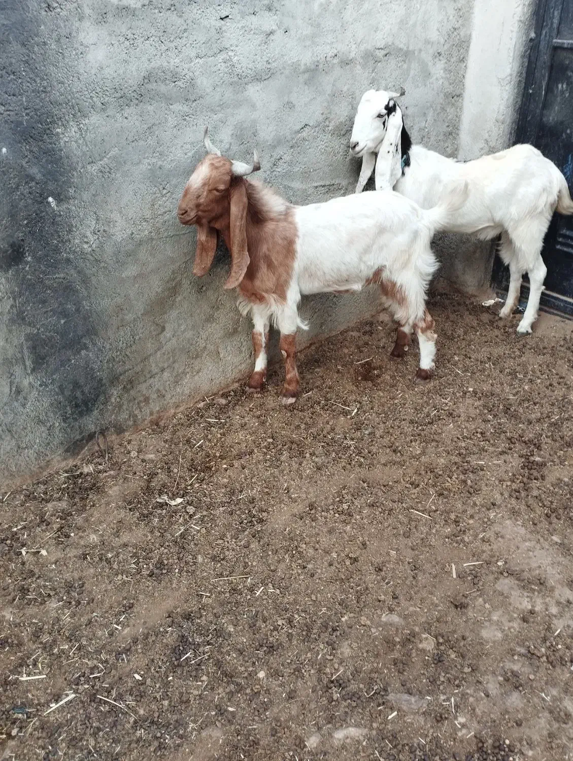 فروش بز افغانی با بز لری با میش عوض میشه|حیوانات مزرعه|ایذه, |دیوار