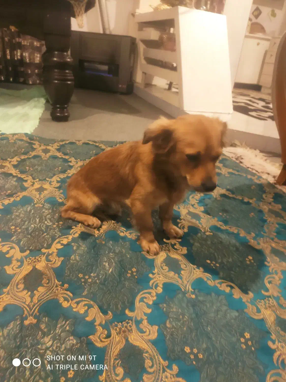 توله سگ اشپیتز فروشی|سگ|بهشهر, |دیوار