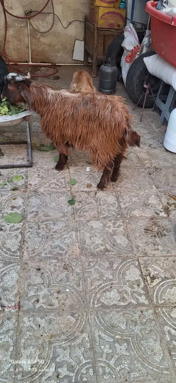 بزغاله مناسب|حیوانات مزرعه|بیرجند, |دیوار