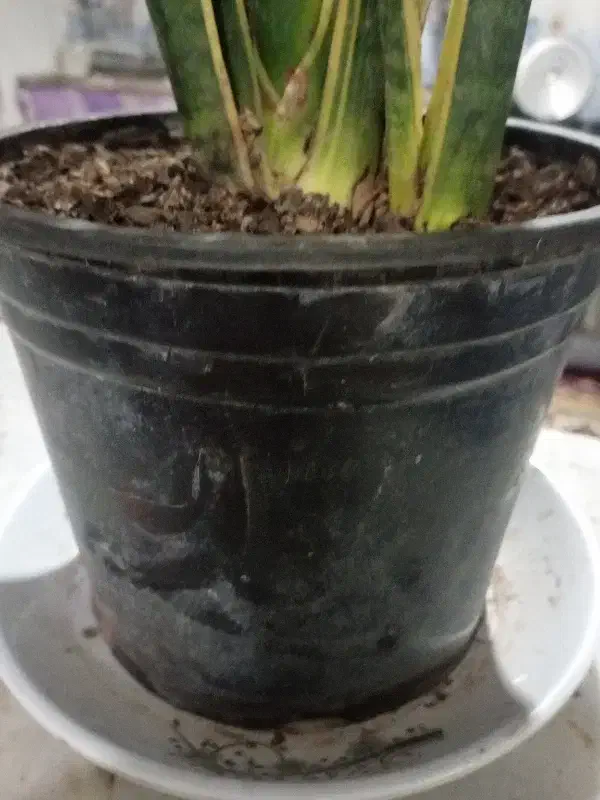 گلدان سایز 12|گل مصنوعی|دلند, |دیوار