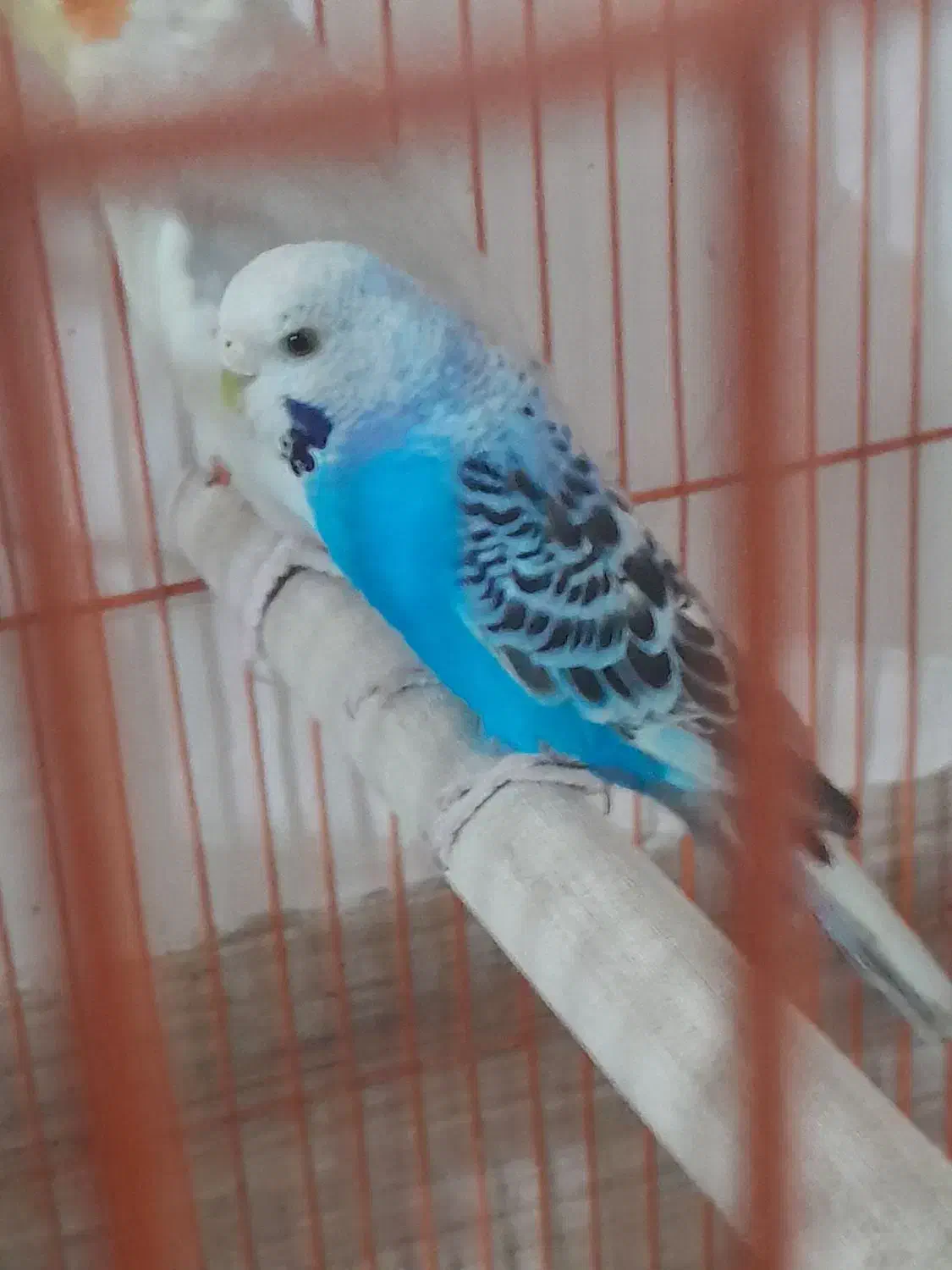 مرغ عشق|پرنده|سیرجان, |دیوار