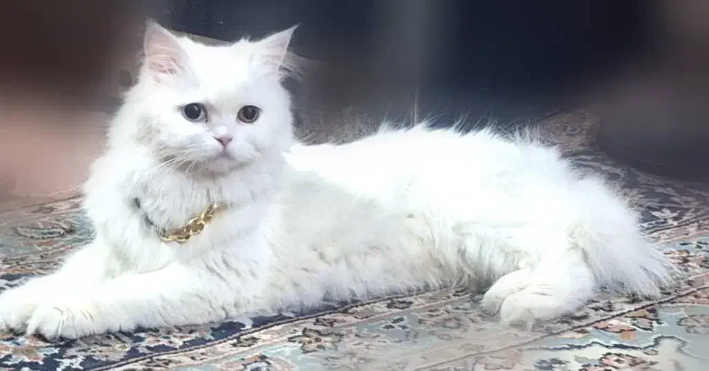 پرشین عروسکی|گربه|زاهدان, |دیوار