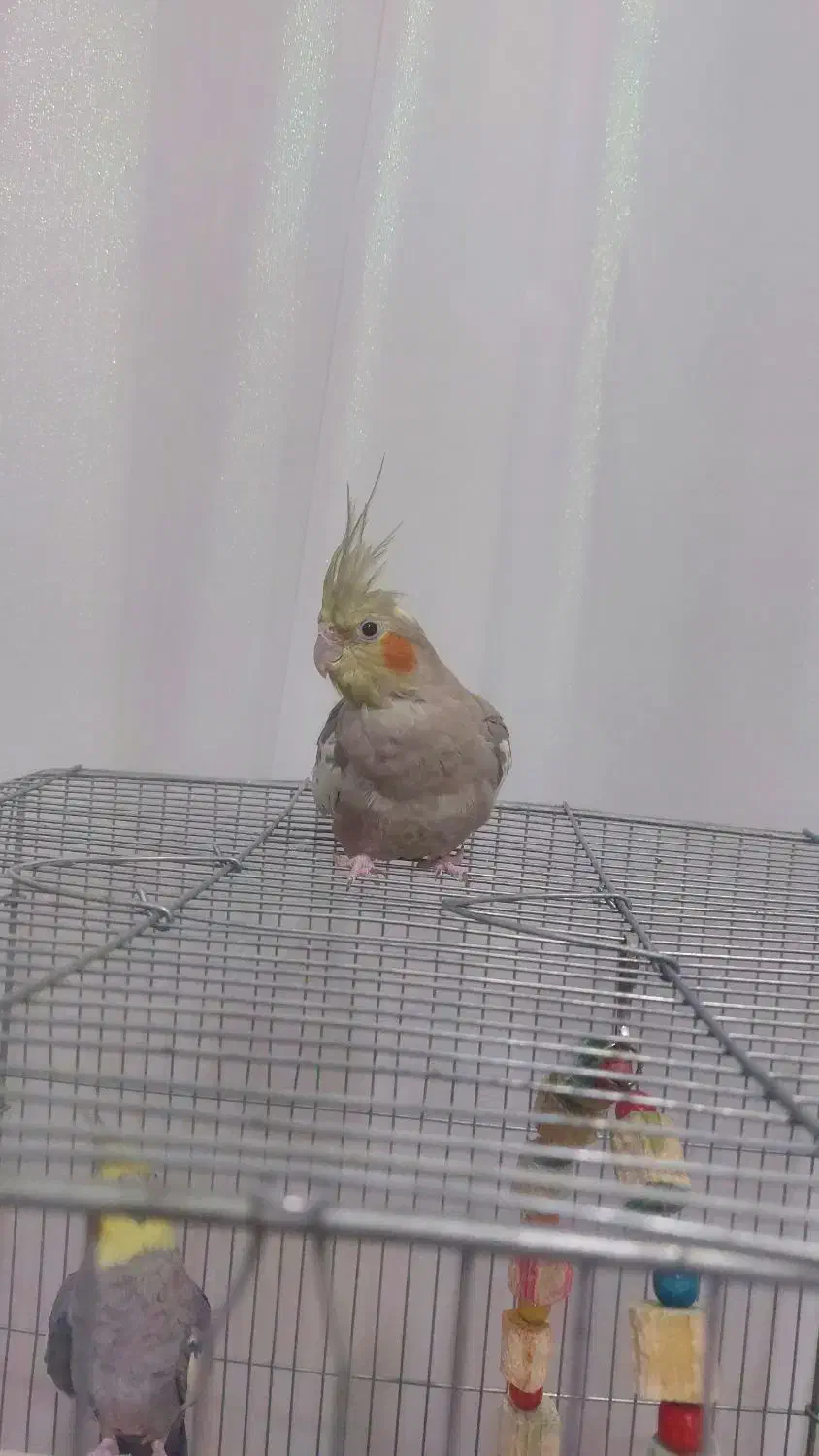 عروس هلندی|پرنده|تاکستان, |دیوار