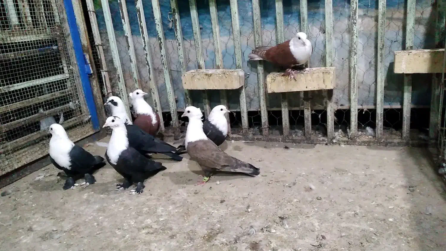 کبوتر کله سفید|پرنده|اهواز, شریعتی جنوبی|دیوار