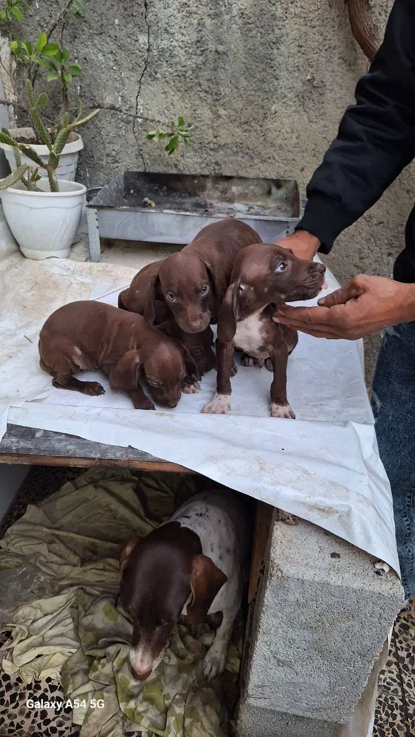 توله سگ شکاری نژاد دار مخصوص دنبلان|سگ|مینودشت, |دیوار