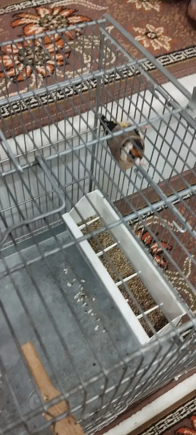 سهره معاوضه با سهره قناری بخون|پرنده|بروجرد, |دیوار