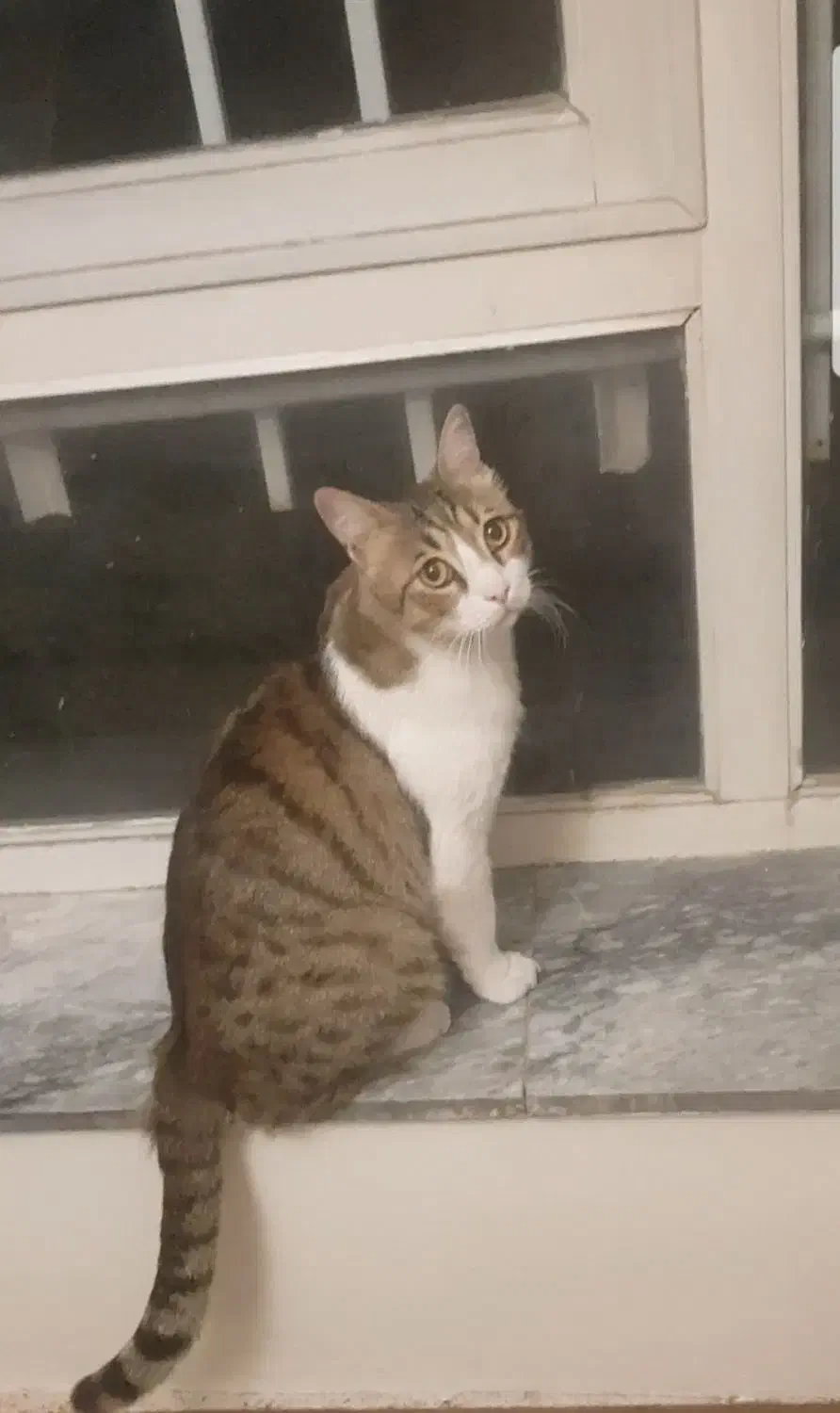 گمشده|حیوانات|تبریز, |دیوار