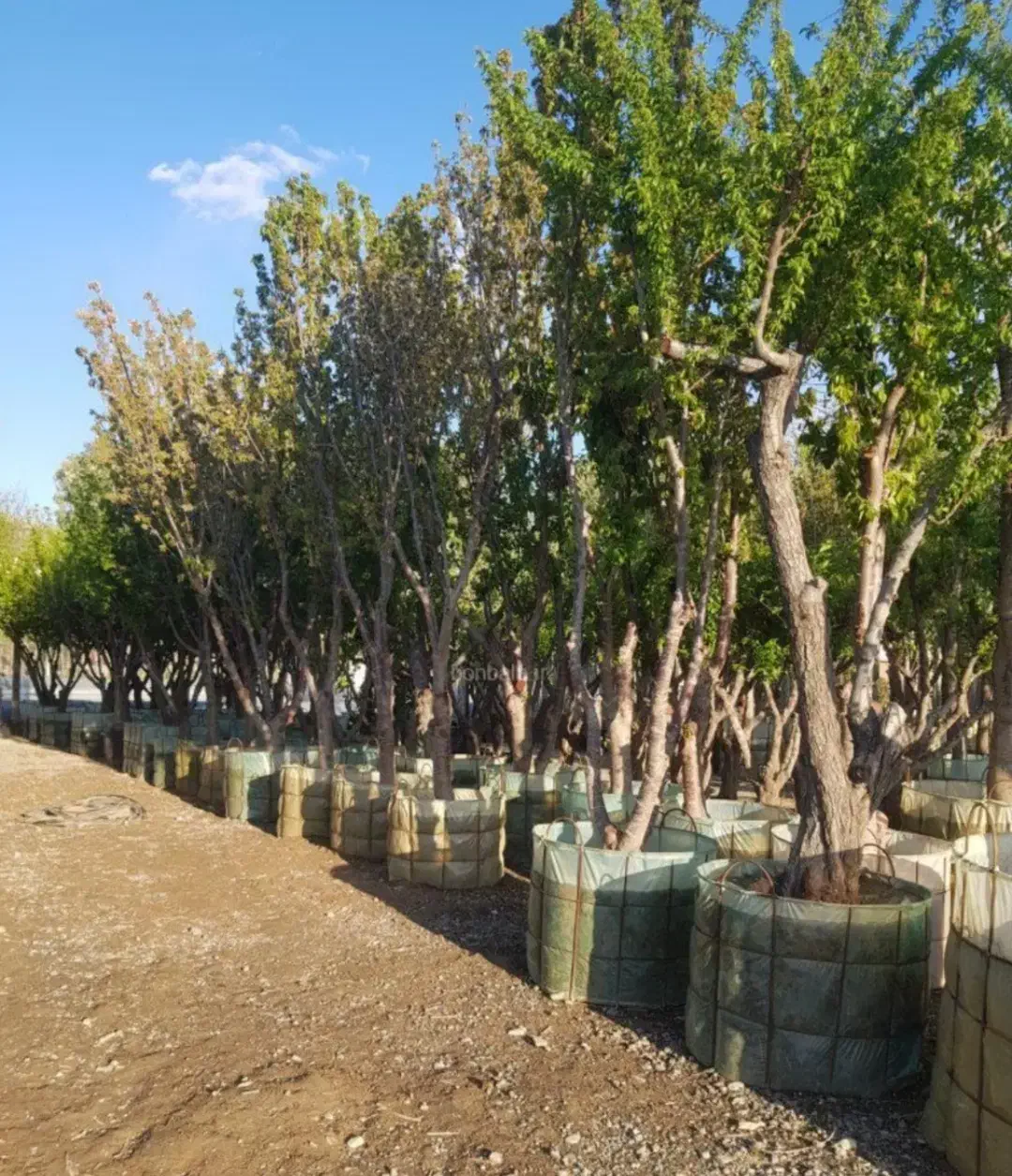 گرفتن پایان کار شهرداری|خدمات باغبانی و درختکاری|تهران, آهنگ|دیوار