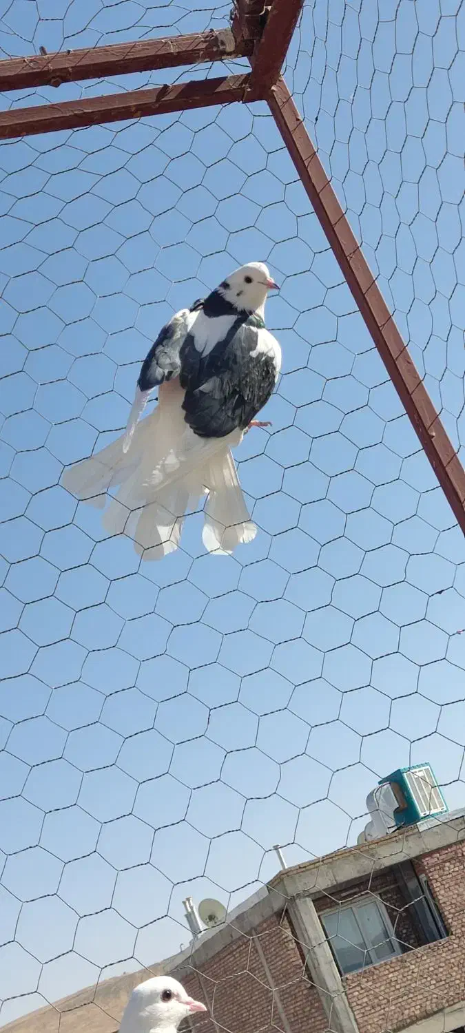 کبوتر|پرنده|بوکان, |دیوار