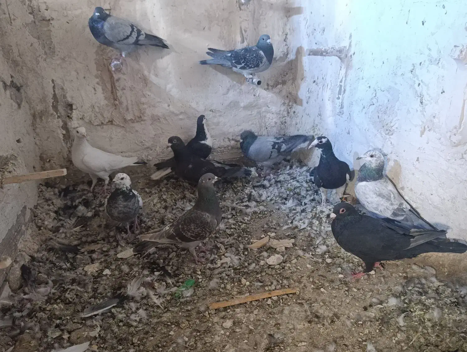 کبوتر|پرنده|پشتکوه (سیستان و بلوچستان), |دیوار