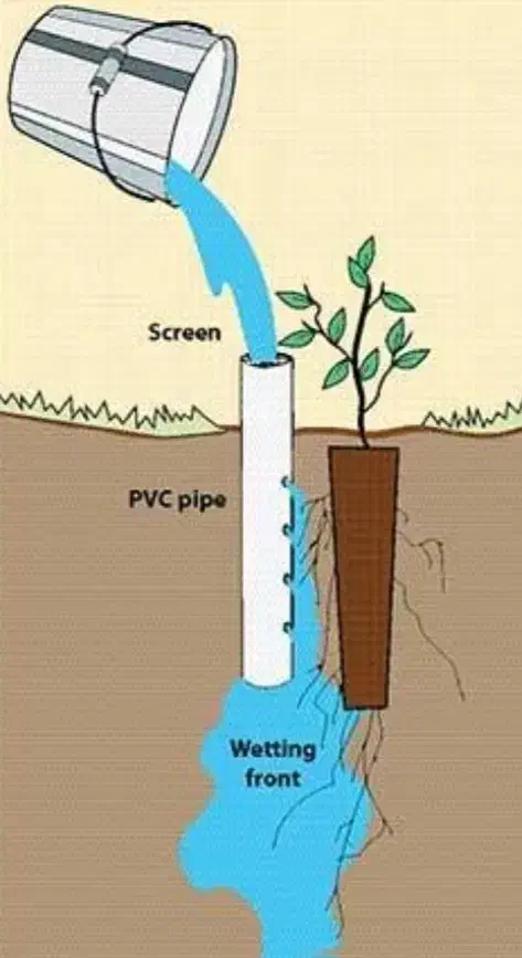 درخت کم آب ، نهال مناسب کم آبی ، نهالستان باغینو|گل و گیاه طبیعی|مشهد, نوید|دیوار