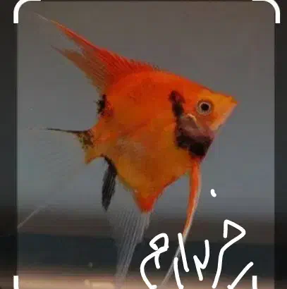 انجل پلوتونیوم.     و انجل رد دویل|ماهی|شیراز, ده پیاله|دیوار