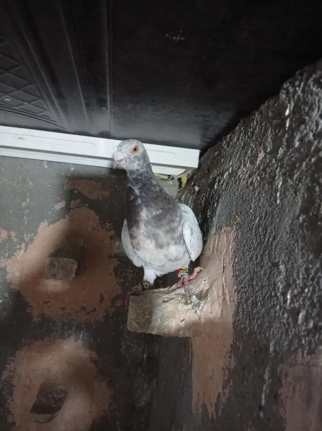 کبوتر|پرنده|سبزوار, زینبیه|دیوار