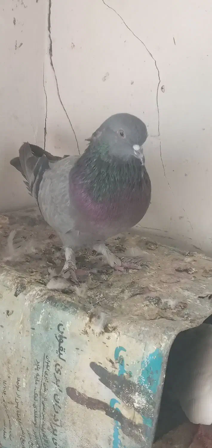 چندعدد کبوتر تهرانی و پر|پرنده|فرخ‌شهر, |دیوار