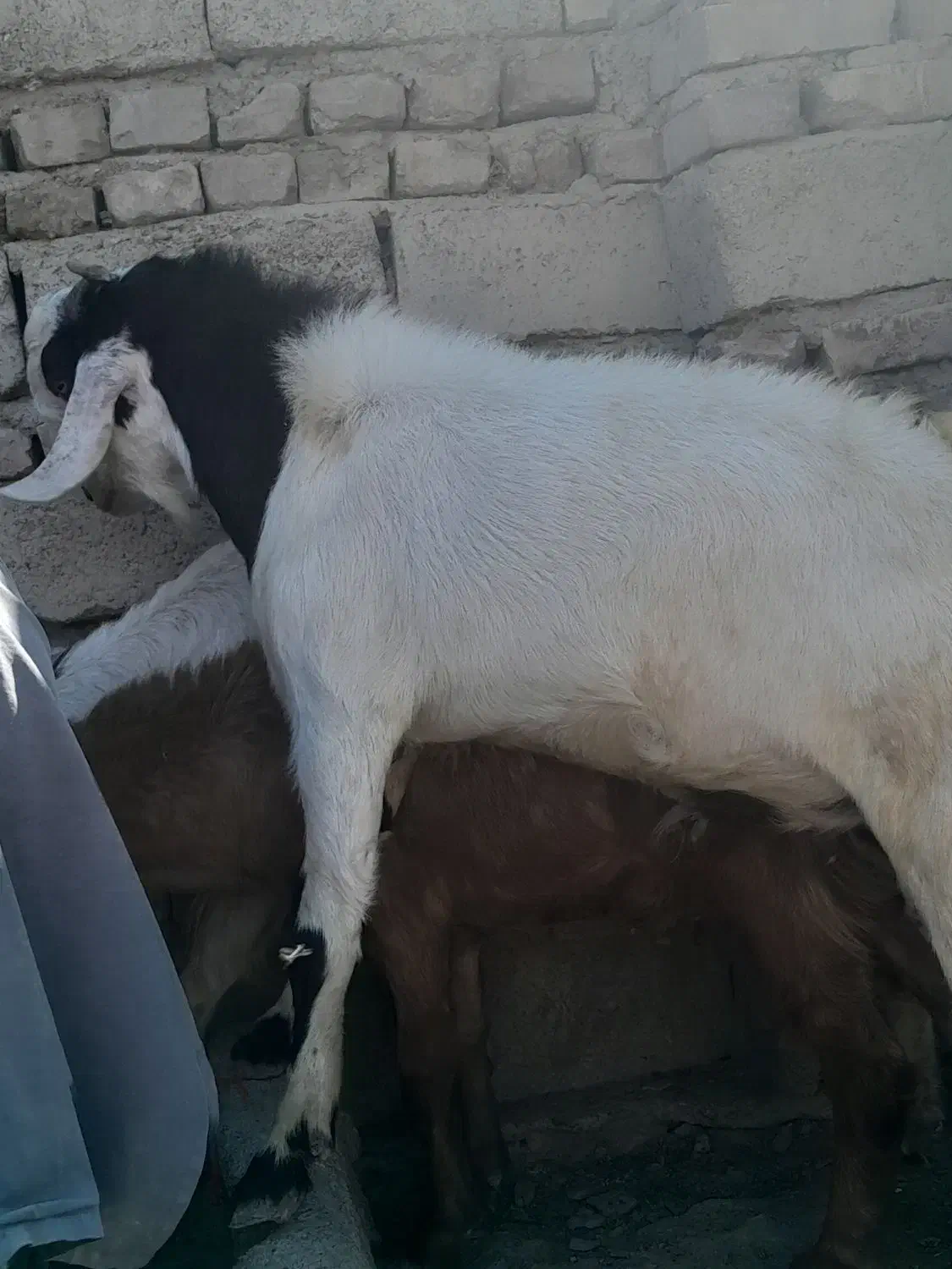 فروش فوری تروشت محلی 18 تومان|حیوانات مزرعه|سراوان, |دیوار