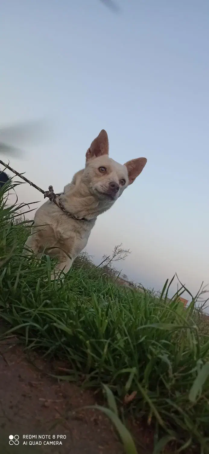 واگذاری پاکوتاه|سگ|آق قلا, |دیوار