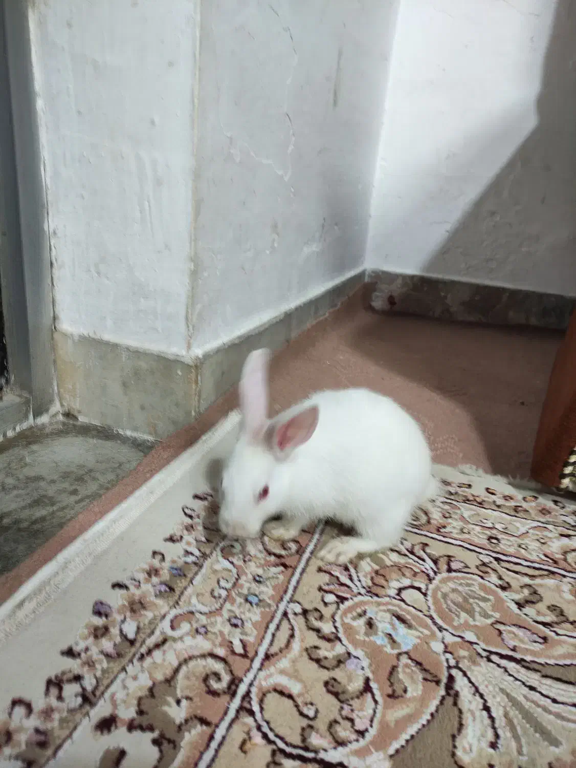 خرگوش|موش و خرگوش|ساری, |دیوار