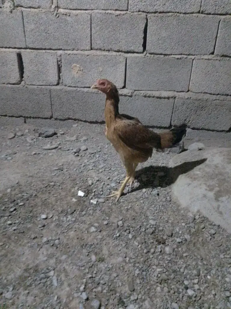 خروس و ماده مرغ|حیوانات مزرعه|ایرانشهر, |دیوار